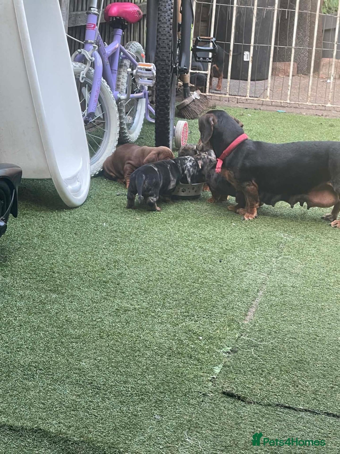 Dachshund dogs Dchshund miniature - Advert 1
