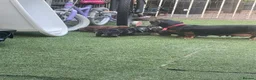 Dachshund dogs for sale: Dchshund miniature - Advert 1