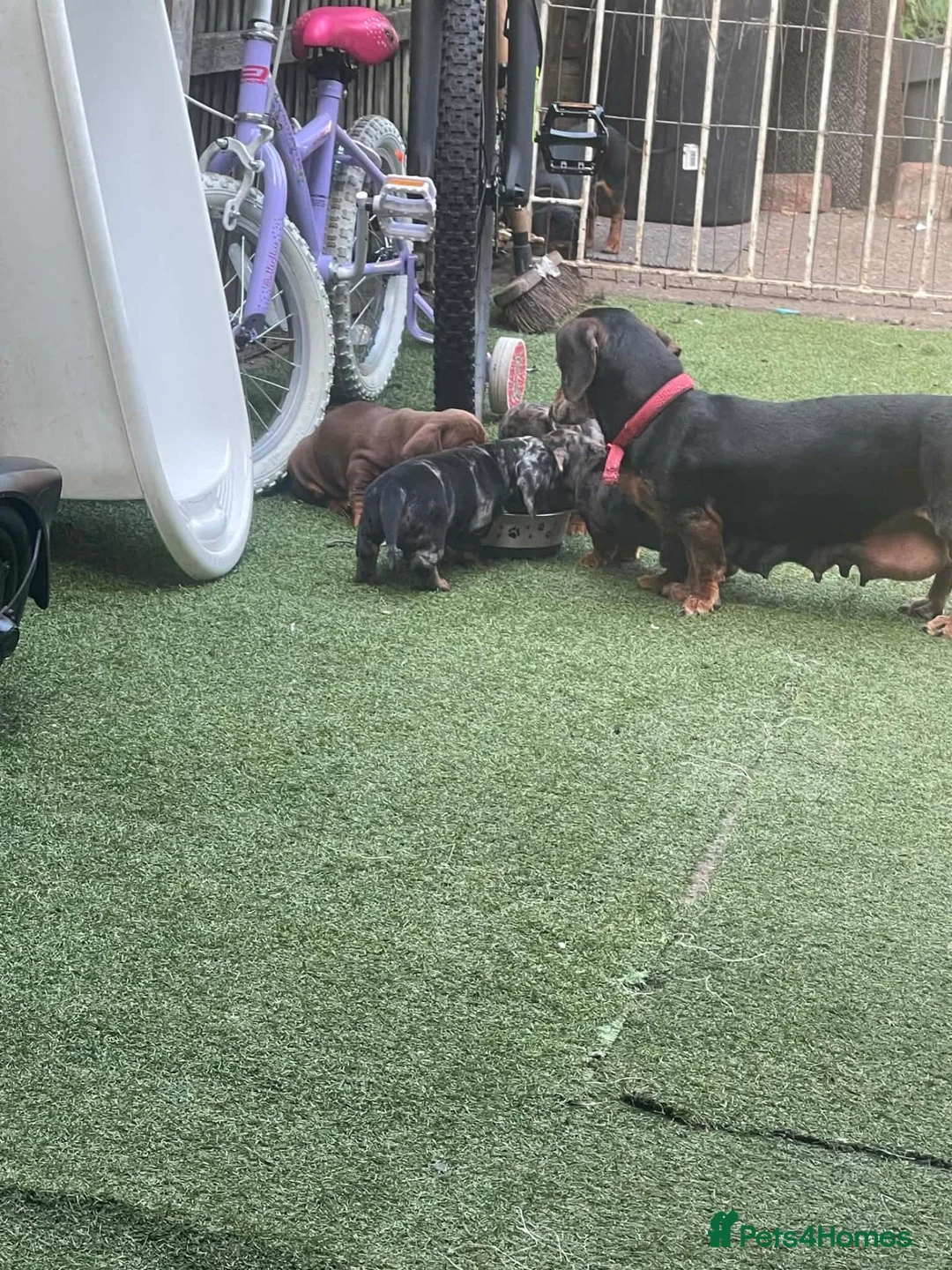Dachshund dogs for sale: Dchshund miniature - Advert 1