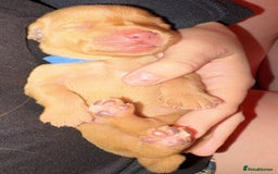 Labrador Retriever dogs for sale: Labrador Retriever Pups - Image 7