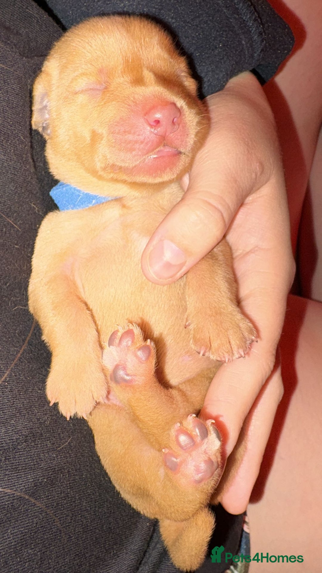 Labrador Retriever dogs for sale: Labrador Retriever Pups - Image 7