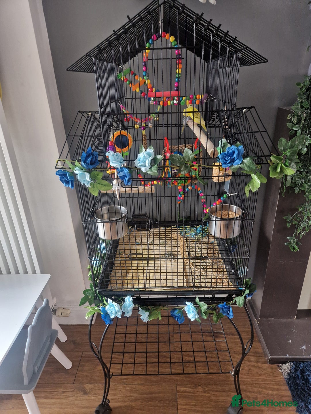 Budgerigars birds for sale: 2 beautiful budgies with full set up! - Image 5