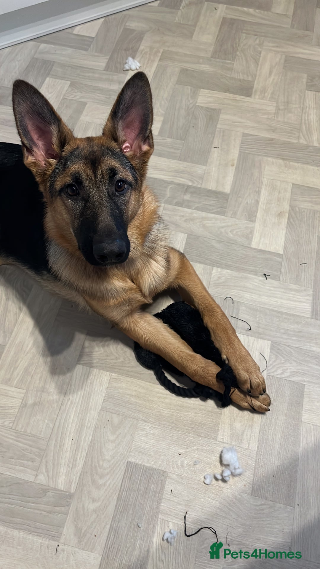 German Shepherd dogs for sale: The most beautiful even tempered short coat  - Advert 3