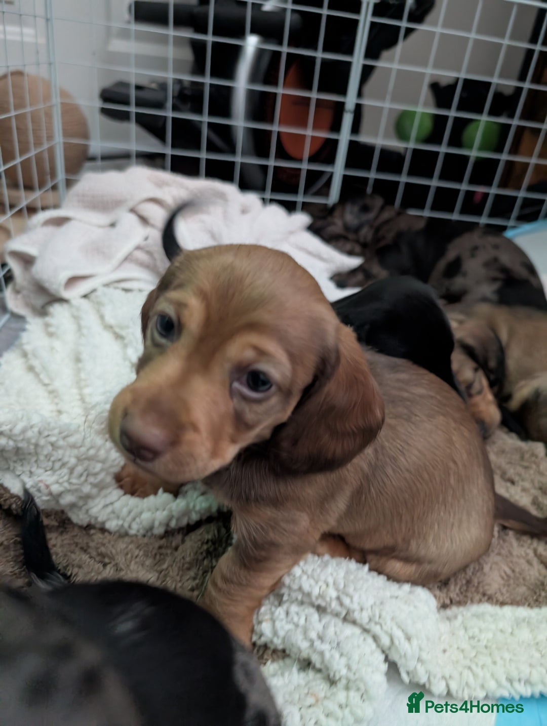 Dachshund dogs for sale: Beautiful Dachshund puppies  - Image 8