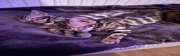 Bengal cats for sale: Bengal kittens for sale in London - Advert 4