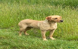 Labrador Retriever dogs for stud: Proven Stud, Fully Health Tested.  . in Tonbridge - Image 3