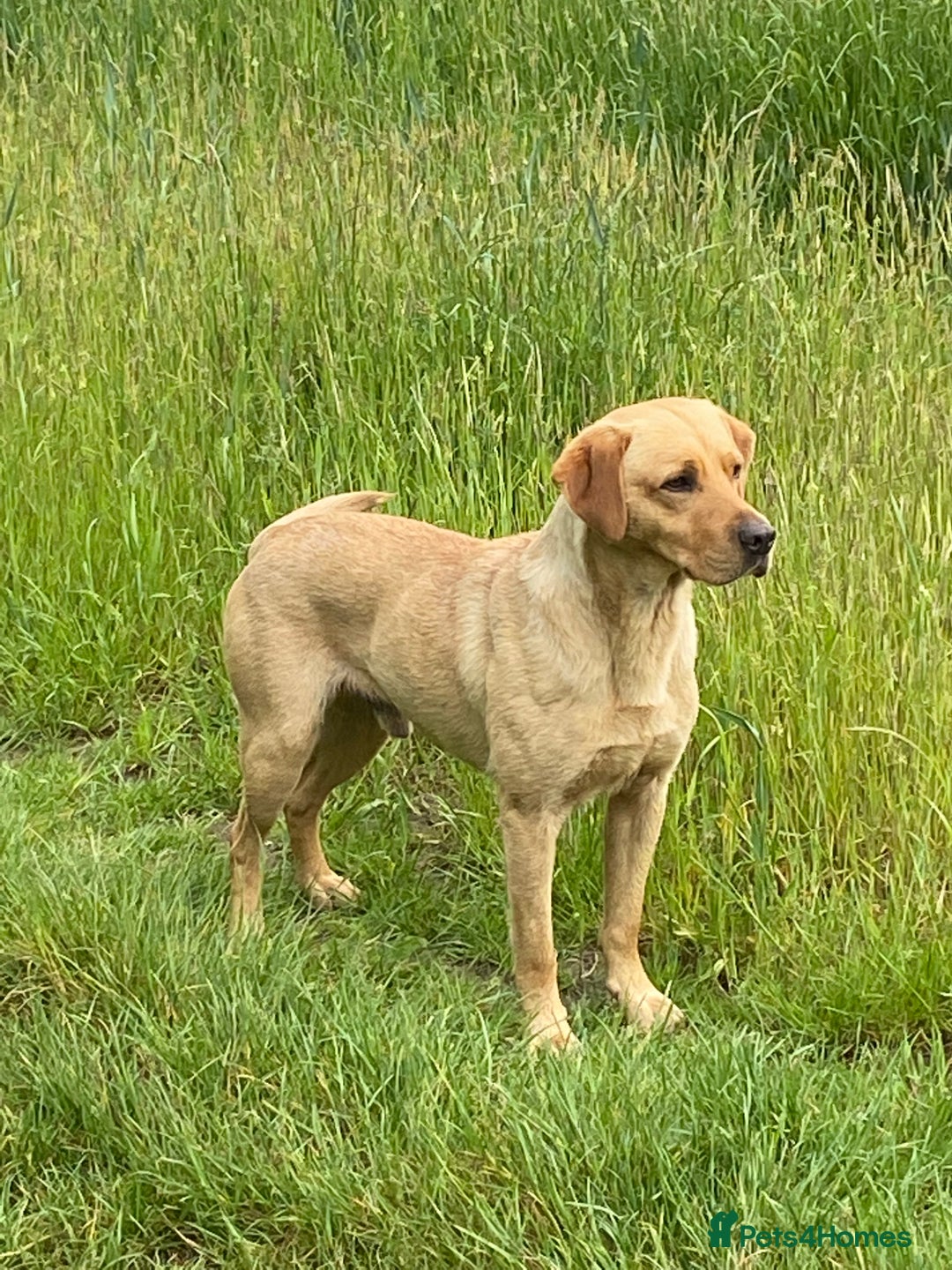 Labrador Retriever dogs for stud: Proven Stud, Fully Health Tested.  . in Tonbridge - Image 3