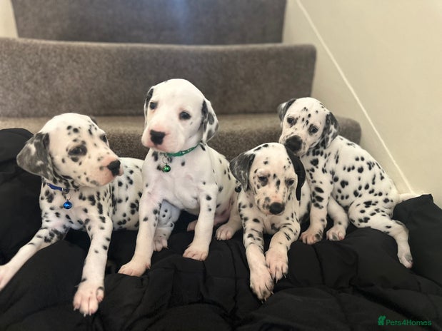 Dalmatian dogs Dalmation puppies - Advert 4