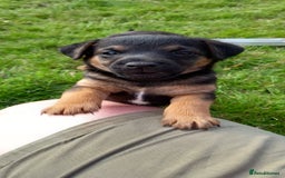 Mixed Breed dogs for sale: Border X Lakeland Terrier Puppies - Image 12