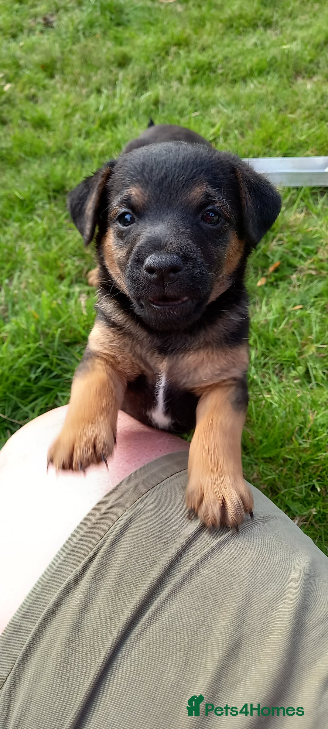 Mixed Breed dogs for sale: Border X Lakeland Terrier Puppies - Image 12