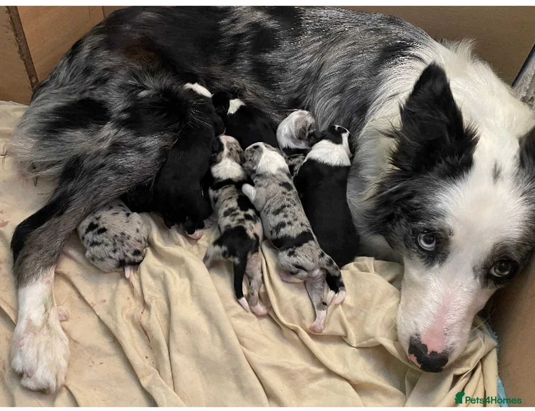 Border Collie dogs for stud: ISDS & KC, well proven, health tested clear stud in Darlington - Advert 19