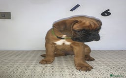 Boxer dogs for sale: Stunning KC Boxer Puppies for Sale - Image 4