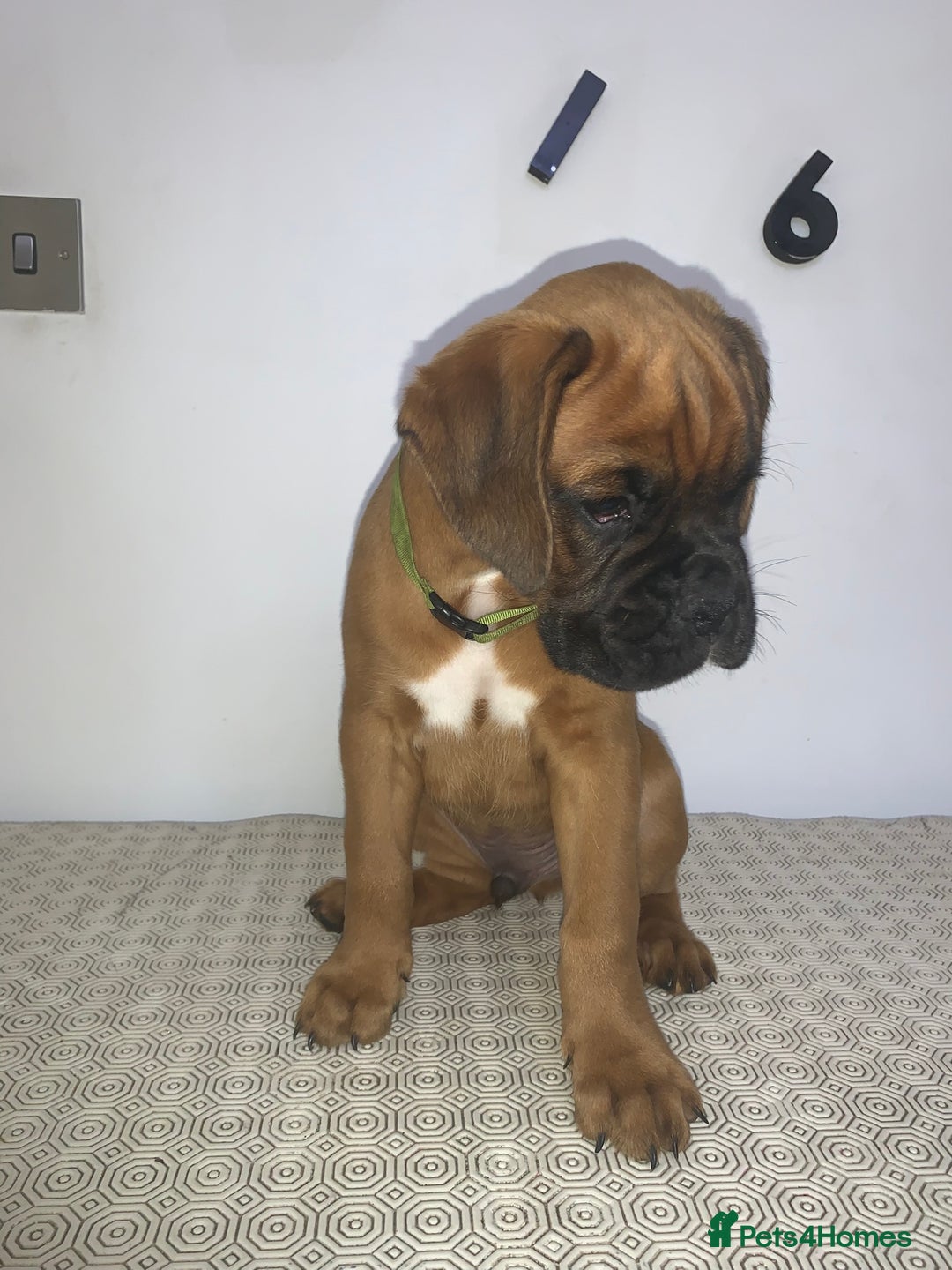 Boxer dogs for sale: Stunning KC Boxer Puppies for Sale - Image 4