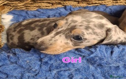 Miniature Dachshund dogs for sale: Minature Dachshund - Image 15
