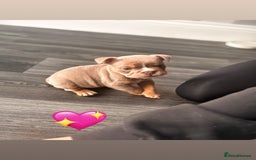 English Bulldog dogs for sale: English Bulldog pups - Advert 4