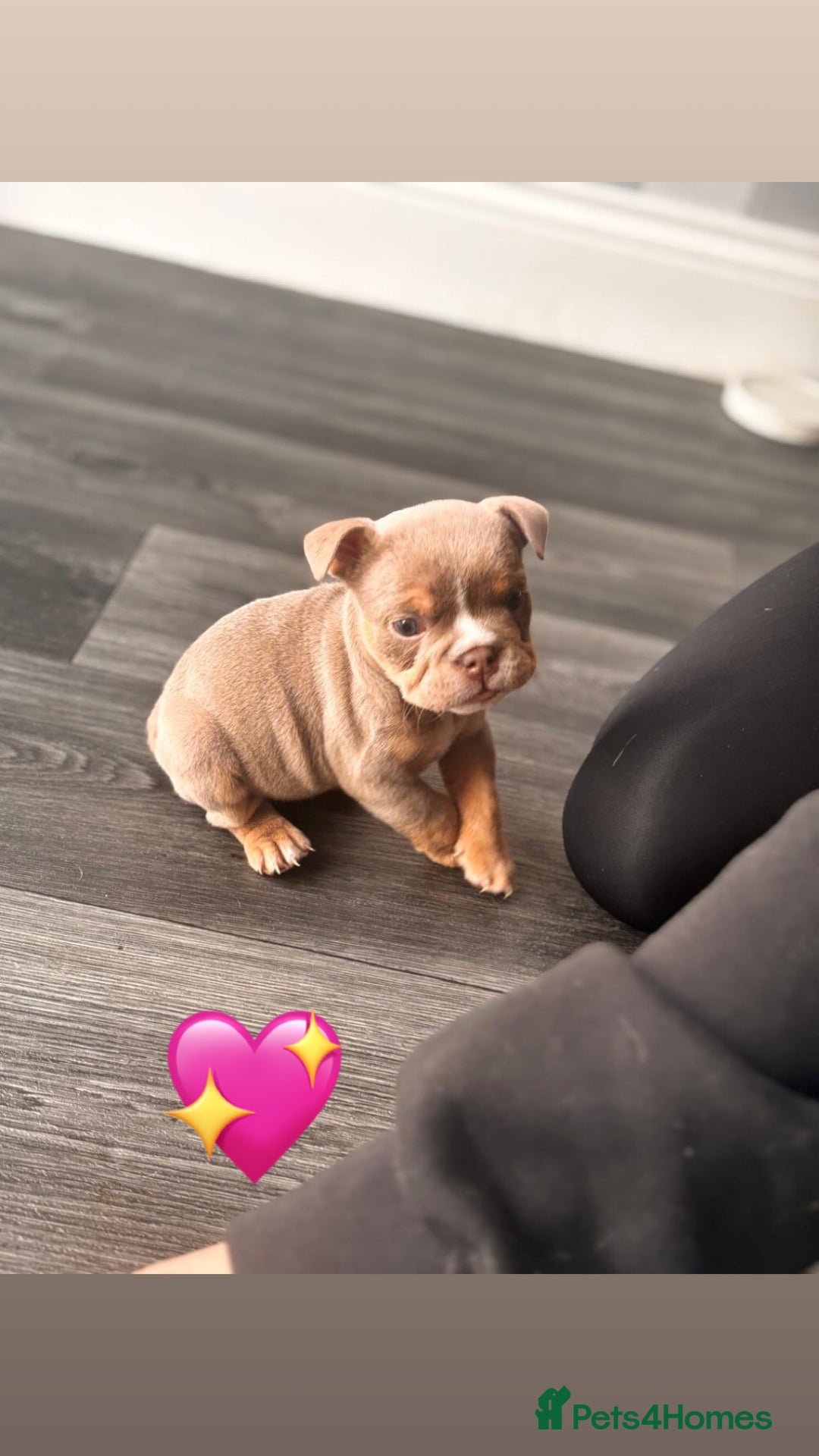 English Bulldog dogs for sale: English Bulldog pups - Advert 4