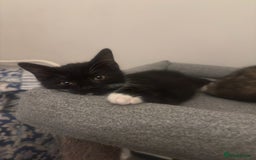 Mixed Breed cats for sale: Last kitty for sale!  - Advert 4