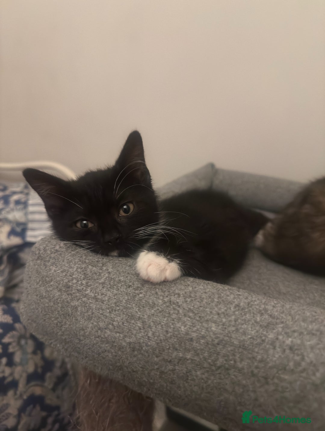 Mixed Breed cats for sale: Last kitty for sale!  - Advert 4