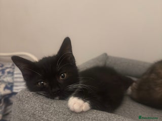 Mixed Breed cats - Advert 21