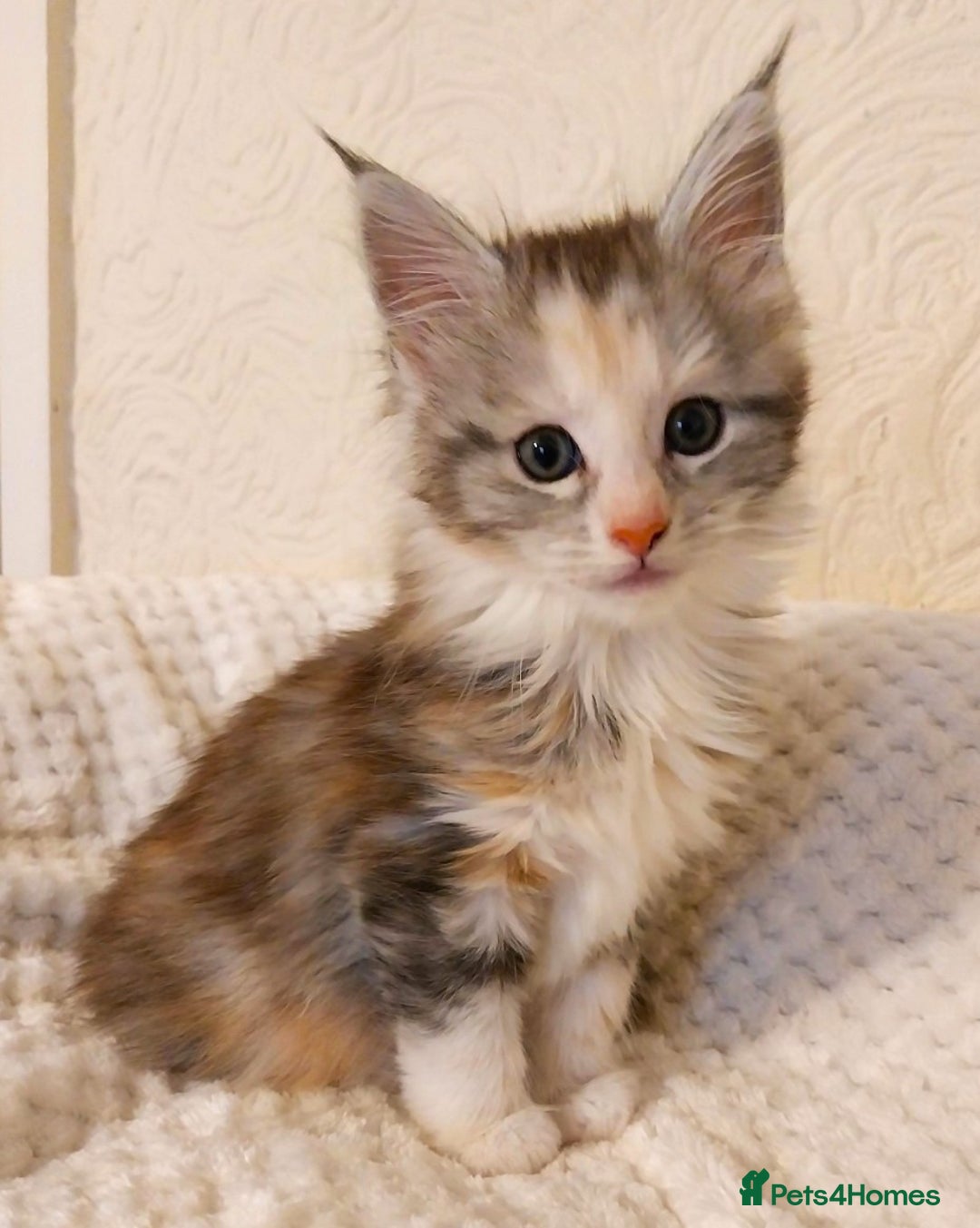 Maine Coon cats for sale: Stunning Maine Coon Kitten. Tica Reg. Tortie. - Advert 9