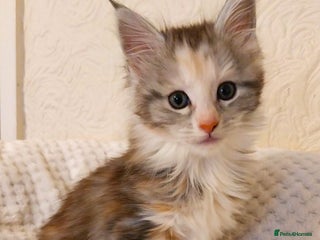 Maine Coon cats - Advert 11