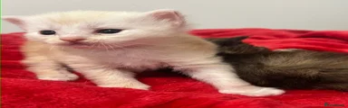 Maine Coon 2