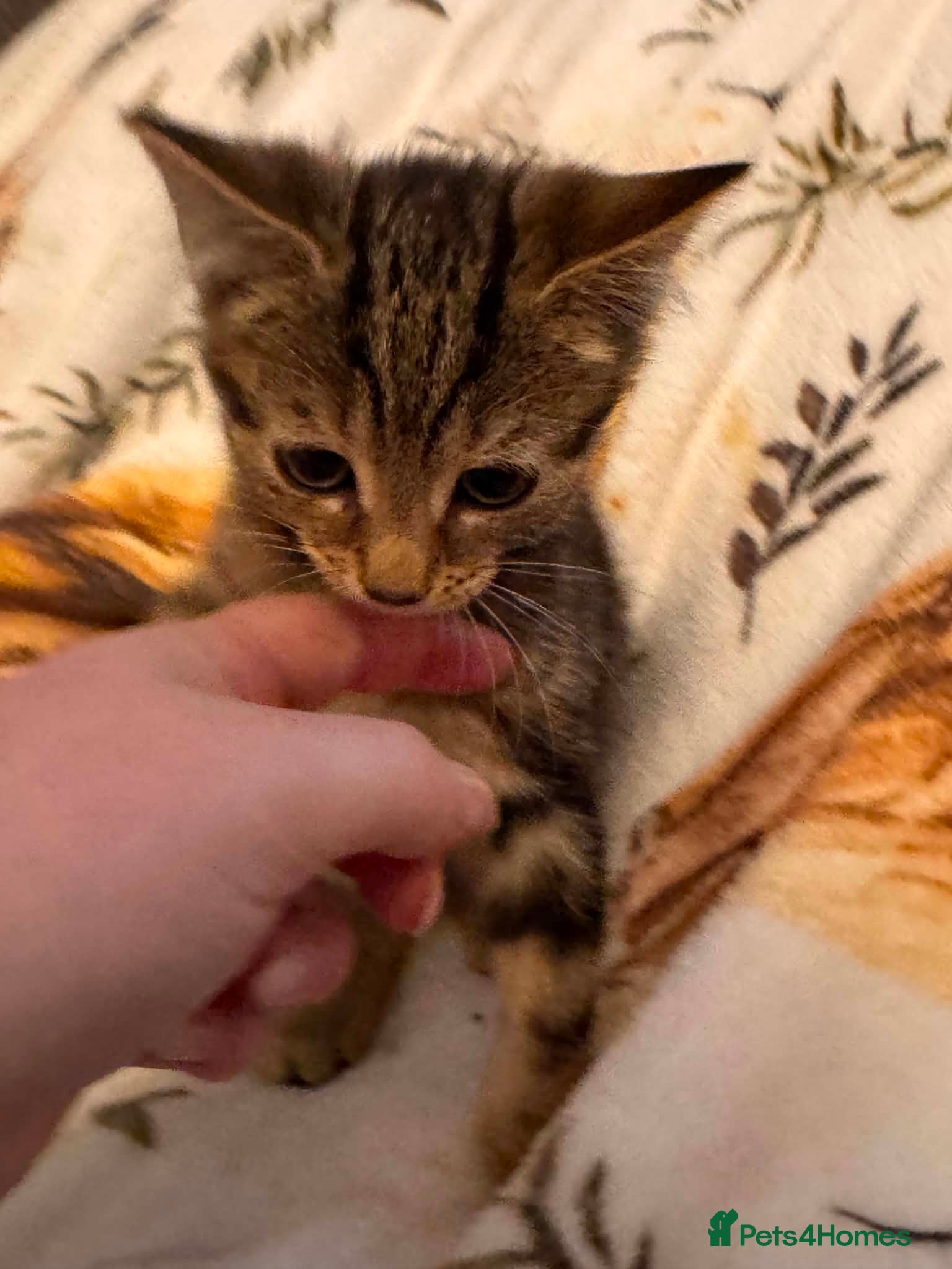 Mixed Breed cats Kittens  Domestic short hair - Advert 1