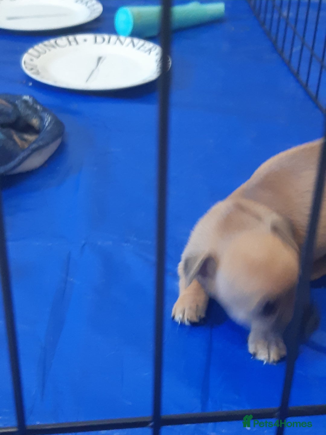Mixed Breed dogs for sale: Jackawawa for sale  - Image 3