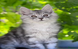 Maine Coon cats for sale: ✨🌟Beautiful The last little boy Maine Coon 😻🌟✨ - Image 10