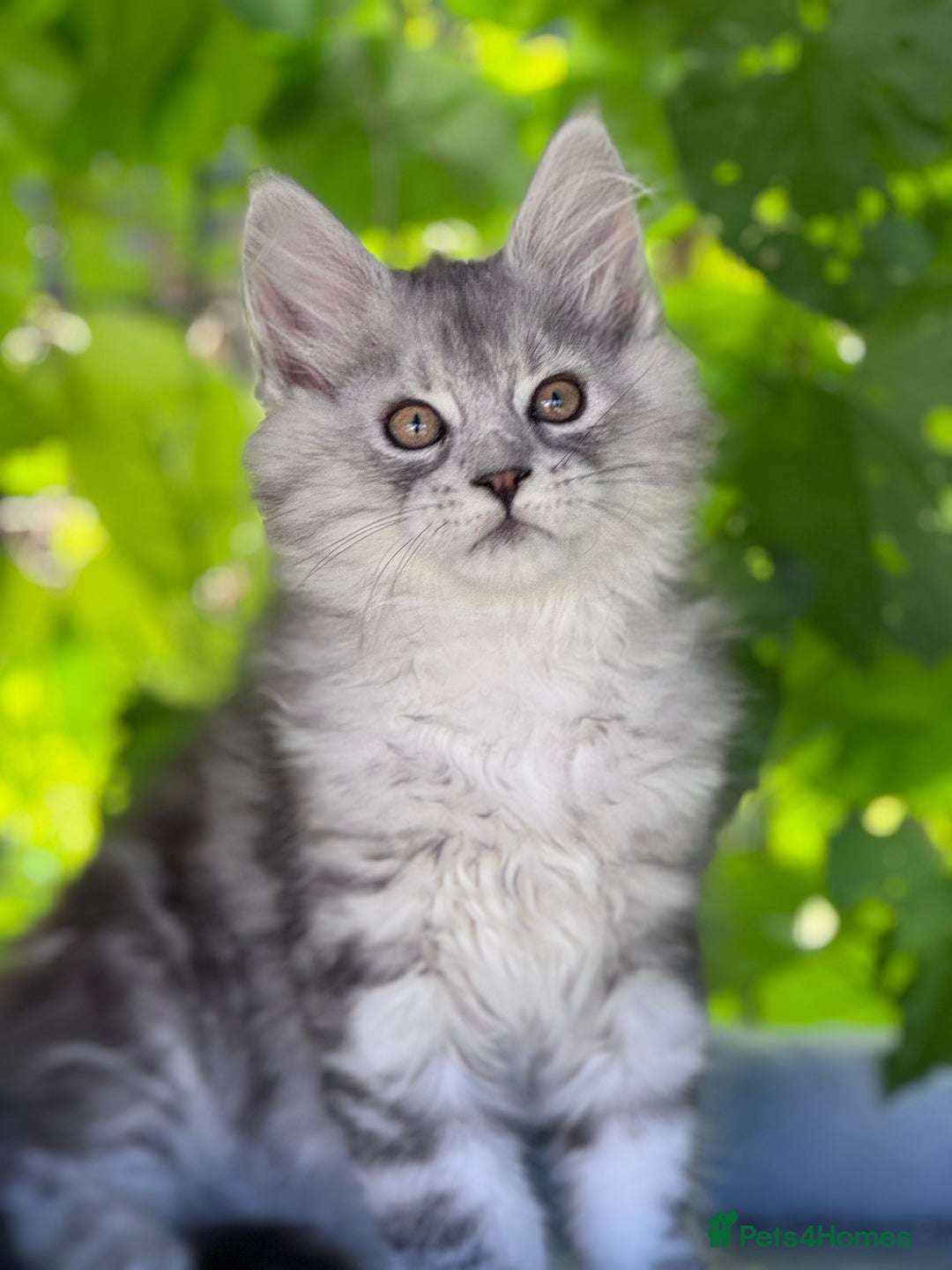Maine Coon cats for sale: ✨🌟Beautiful The last little boy Maine Coon 😻🌟✨ - Image 10