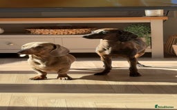 Mixed Breed dogs for sale: Beautiful 3/4 dachshund puppies - Image 6