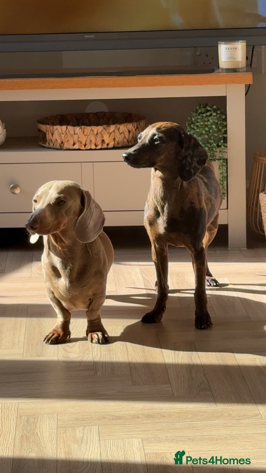 Mixed Breed dogs for sale: Beautiful 3/4 dachshund puppies - Image 6