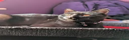 Mixed Breed cats for sale: Truffles black kitten  in Milton Keynes - Advert 6
