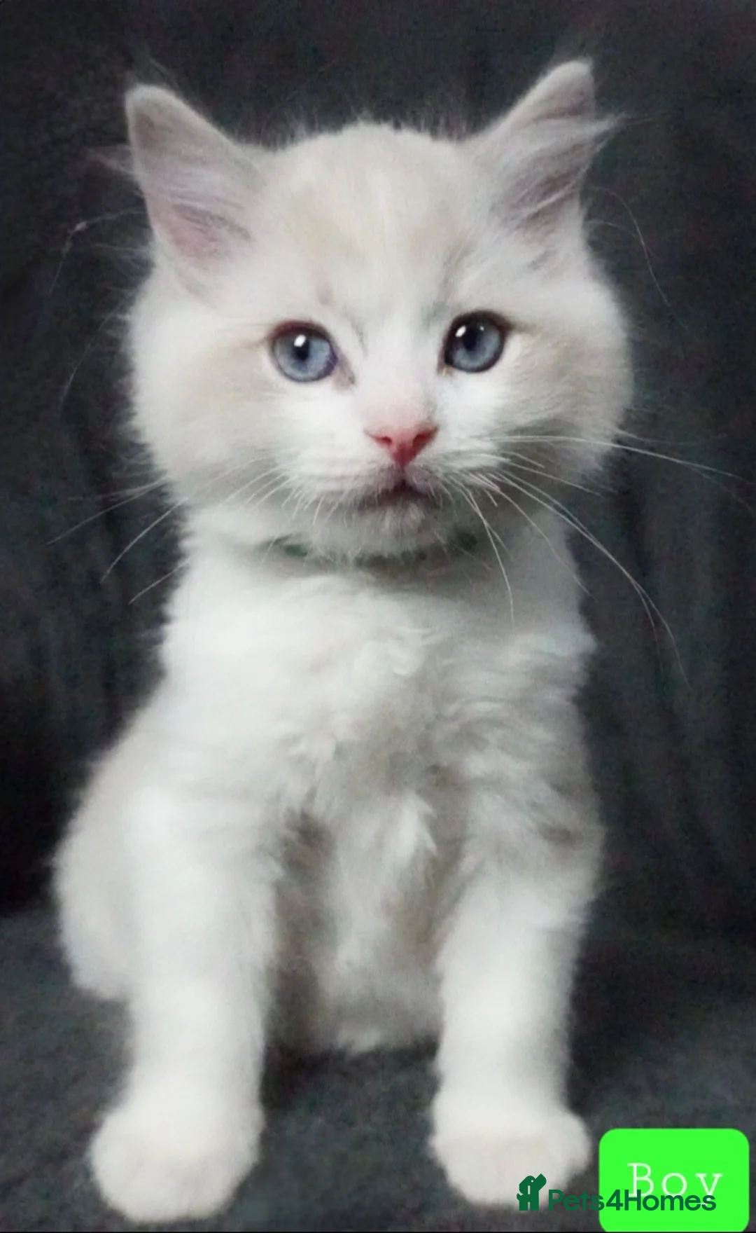 Ragdoll cats for sale: Six Ragdoll Kittens - Advert 24