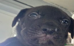 Mixed Breed dogs for sale: Cane corso x lurcher  - Image 5