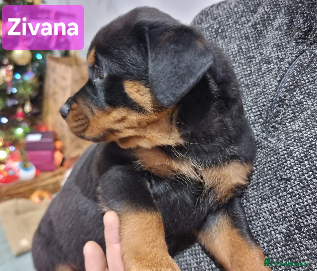 Rottweiler dogs for sale: ONLY 1 BOY LEFT Champion Bloodline KC Rottweilers - Advert 12