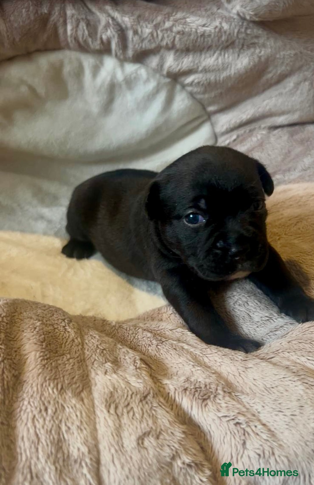 Staffordshire Bull Terrier dogs for sale: 🐾 Beautiful Staffordshire Bull Terrier Puppies 🐾 - Image 7