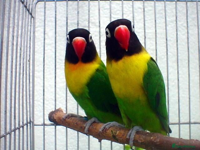 Lovebirds birds Yellow-collared black mask lovebird, starter food - Advert 1