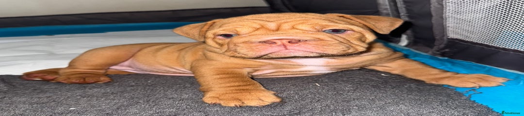 English Bulldog Puppy 1