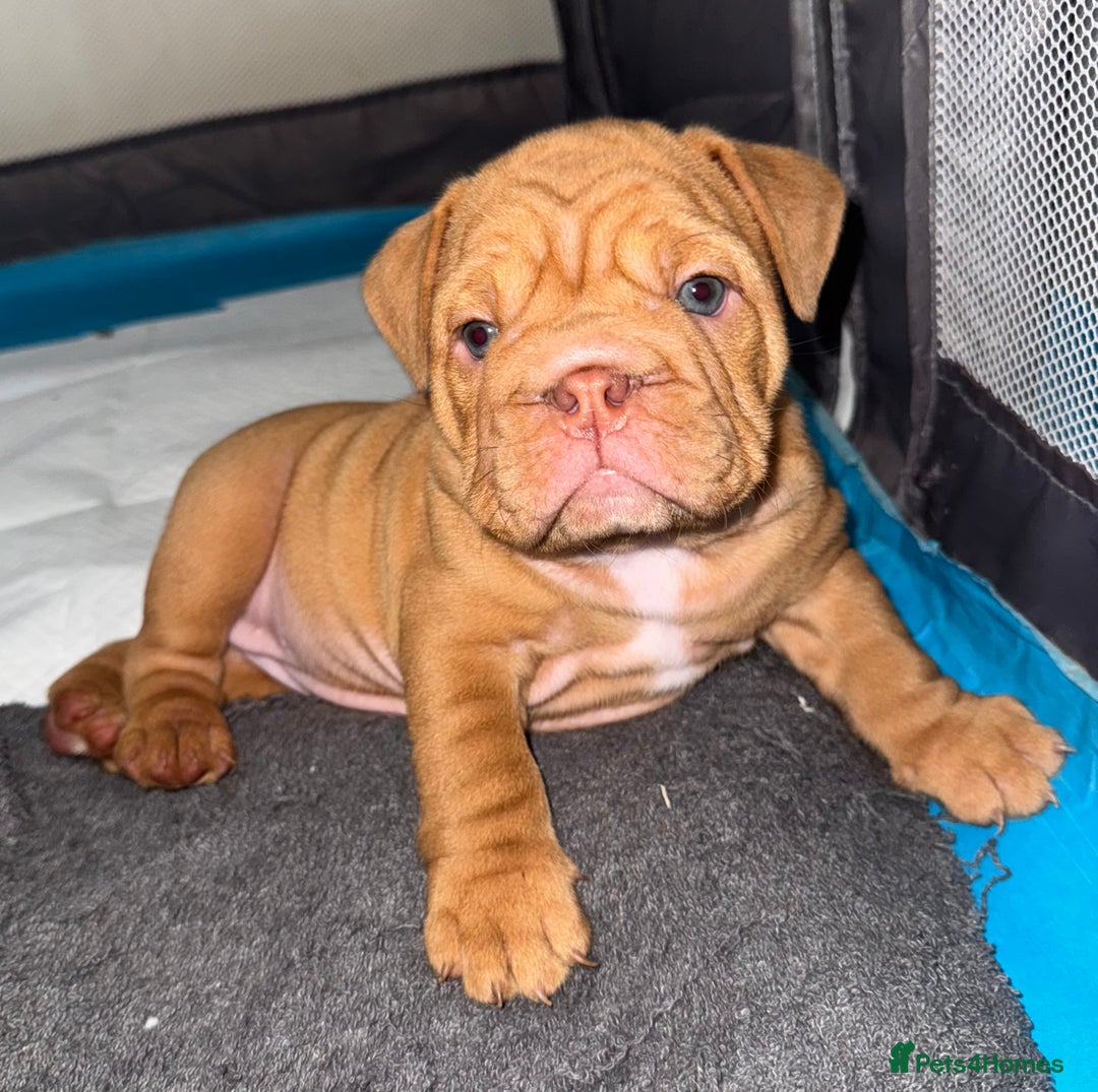 English Bulldog dogs for sale: Beautiful English bulldog puppy  - Image 6