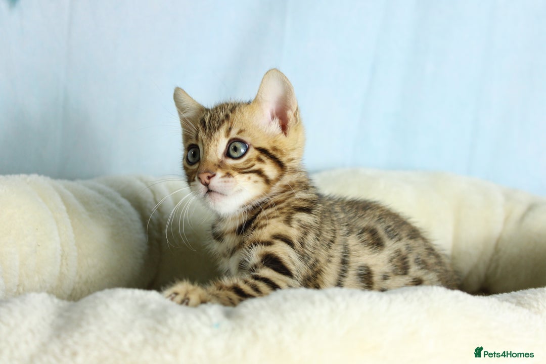 Bengal cats for sale: 🔥Absolute stunning Bengals for reservation🔥 - Image 17