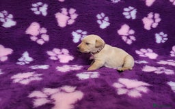 Labrador Retriever dogs for sale: KC registered yellow/black labrador puppies  - Image 13