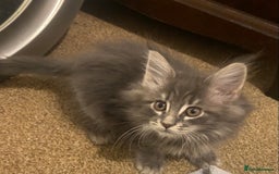 Maine Coon cats for sale: Ready 22.11.2025 - Advert 14