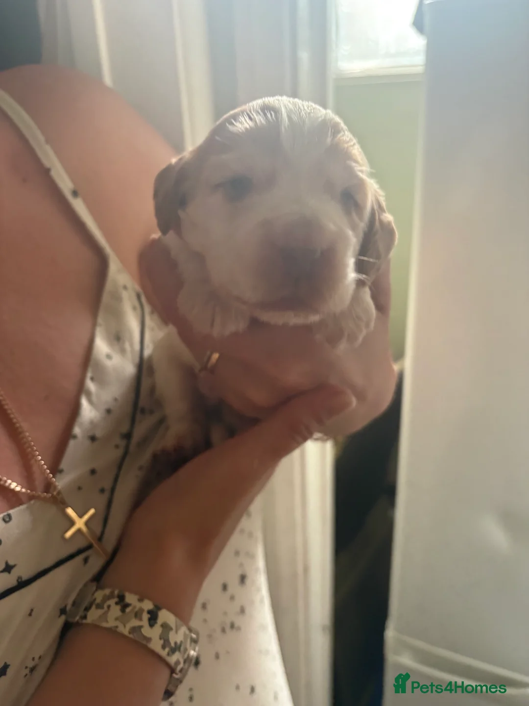 Cocker Spaniel dogs for sale: Beautiful show type cocker spaniel puppies in Dover - Advert 2