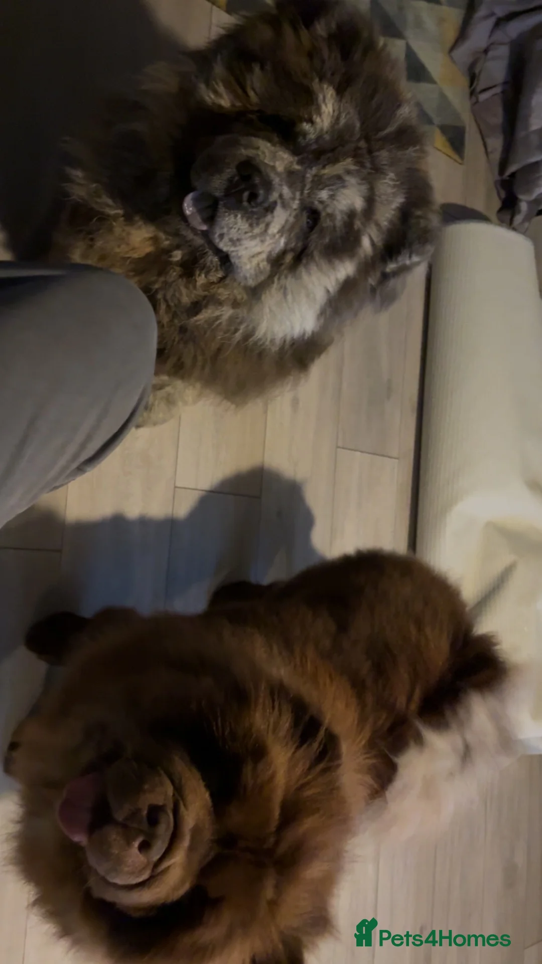 Chow Chow dogs for sale: Blue merle male chow chow in Peterlee - Advert 8