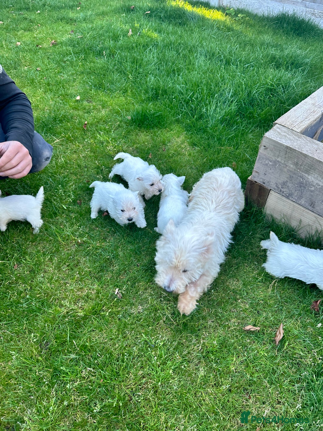 West Highland Terrier dogs for sale: West highland terrier puppies - Image 23