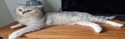 British Shorthair cats for sale: British Shorthair GCCF Stud DNA tested champion  - Advert 2