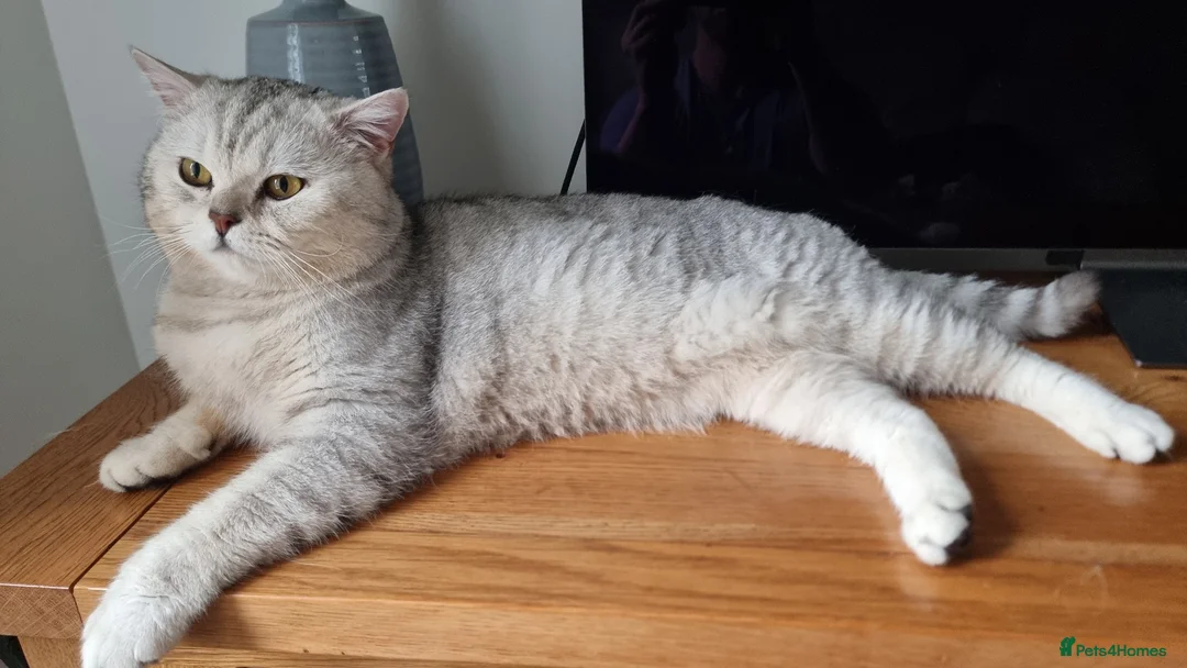 British Shorthair cats for sale: British Shorthair GCCF Stud DNA tested champion  - Advert 2