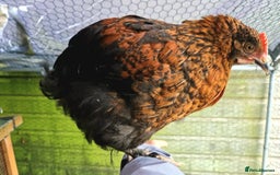 Chickens poultry for sale: Black French Copper Marans - Image 6