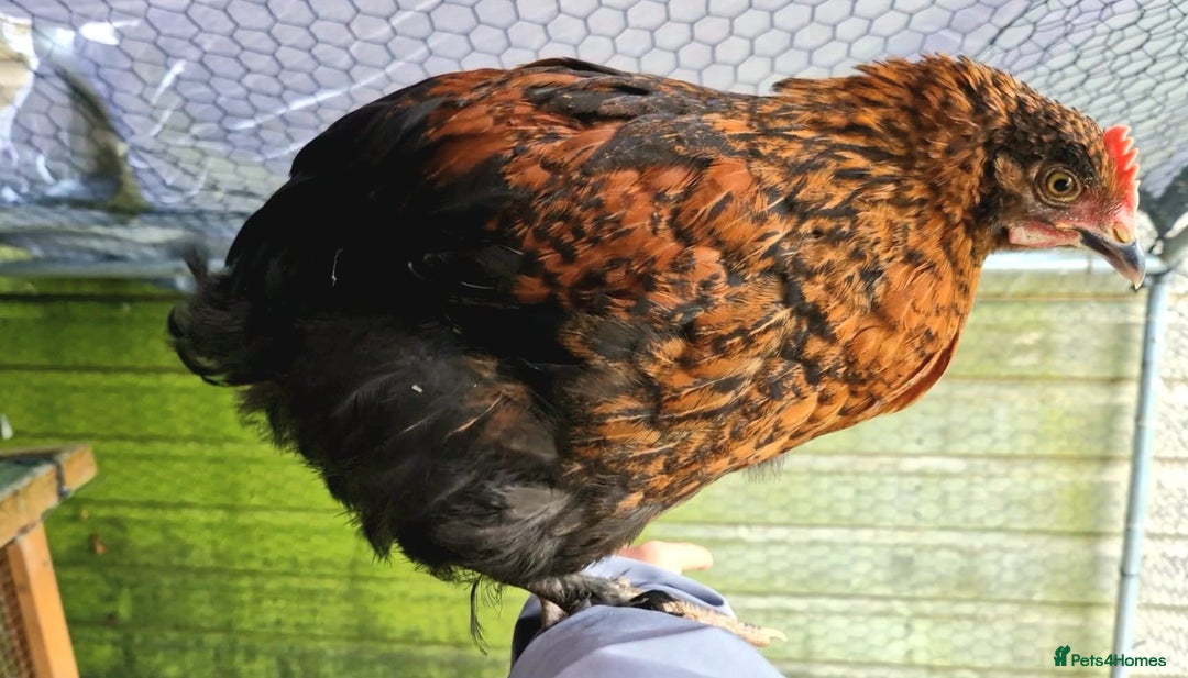 Chickens poultry for sale: Black French Copper Marans - Image 6